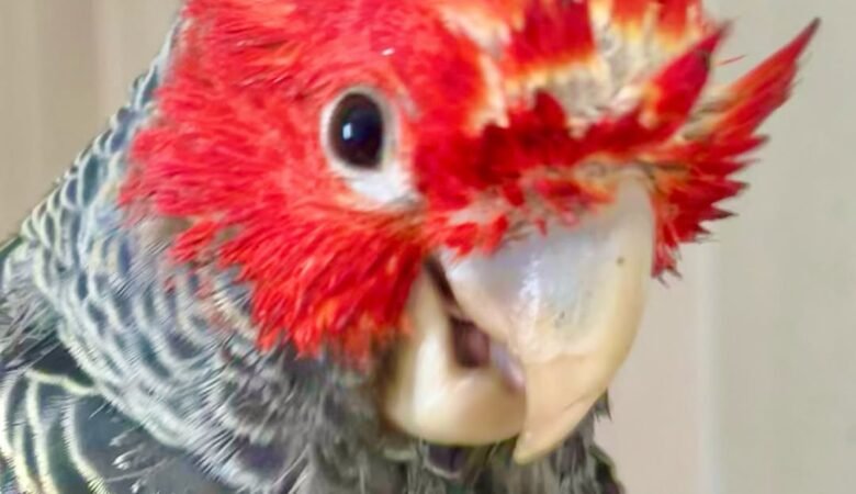 Cockatoos in West Virginia