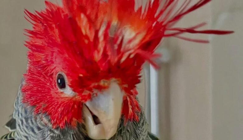 cockatoos for sale in Enterprise, AL