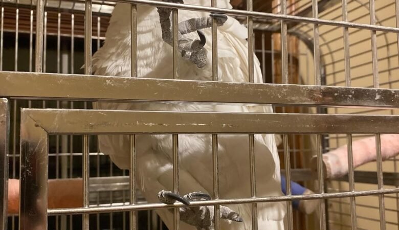 cockatoos for sale in Oxnard, CA