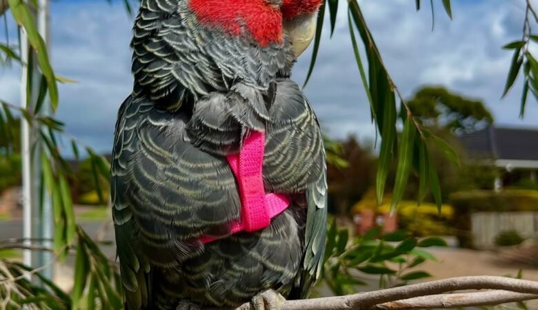 cockatoos for sale in Prattville, AL