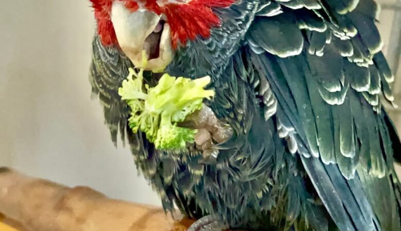 cockatoos for sale in Phenix City, AL