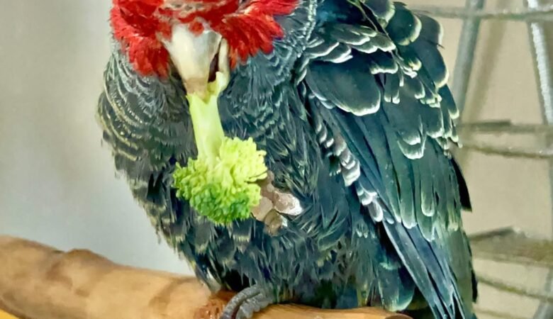 cockatoos for sale in Lancaster, CA