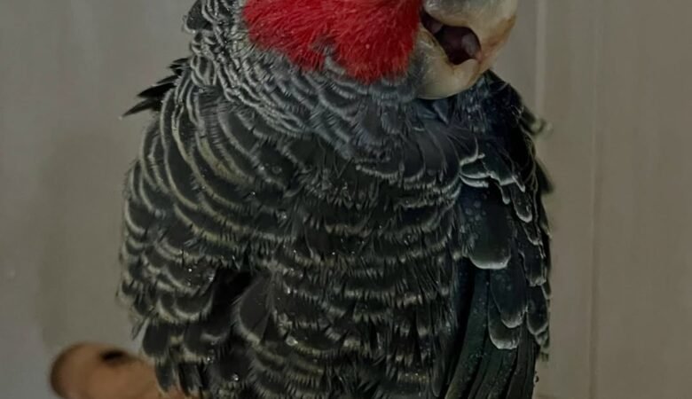 Cockatoo parrots for sale in Indiana