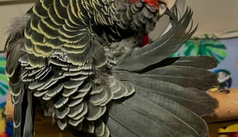 cockatoos for sale in Ontario, CA