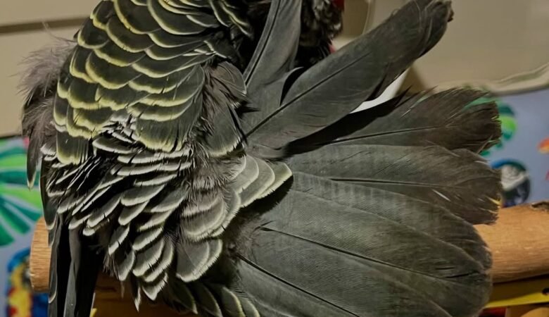 cockatoos for sale in Santa Rosa, CA