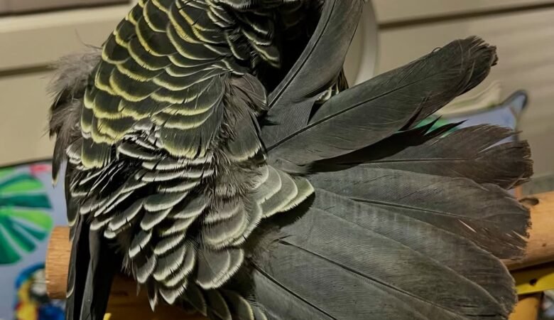 Cockatoo parrots for sale in Connecticut