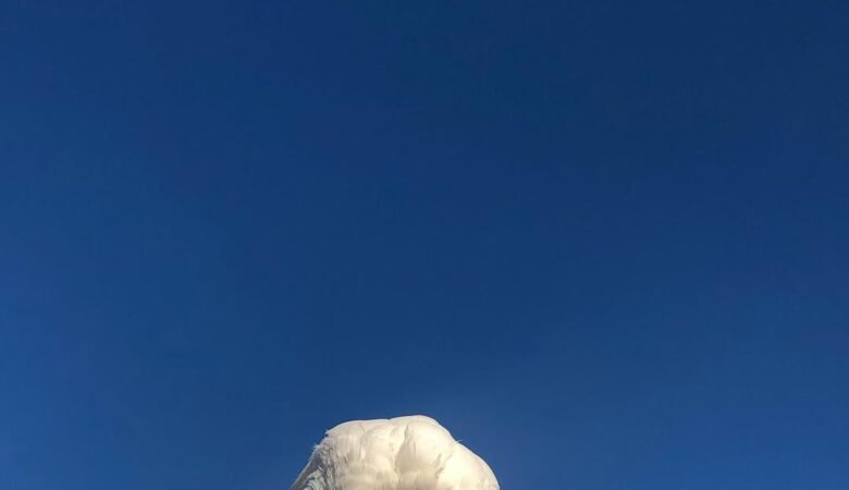 Cockatoo breeders in Mississippi