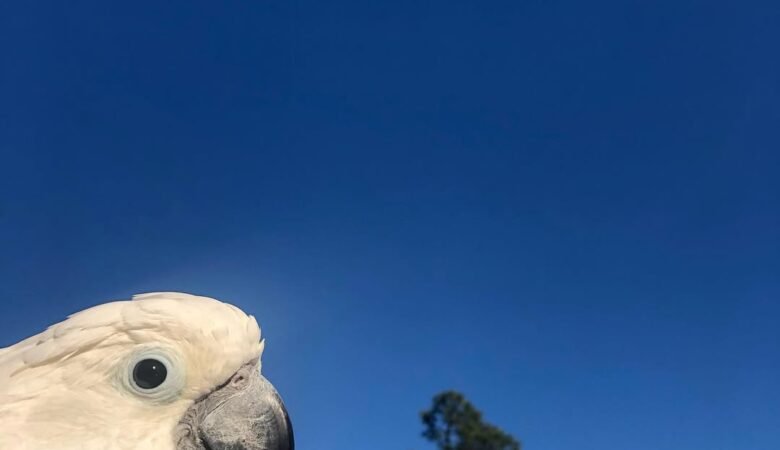 cockatoos for sale in Riverside, CA