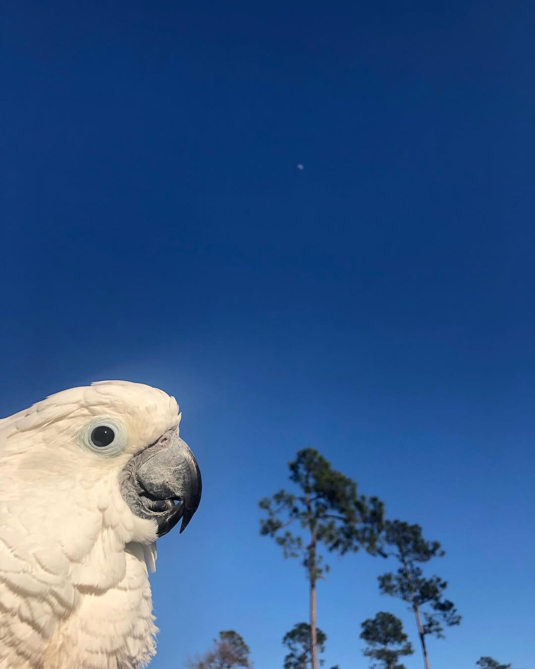 Cockatoo breeders in Iowa