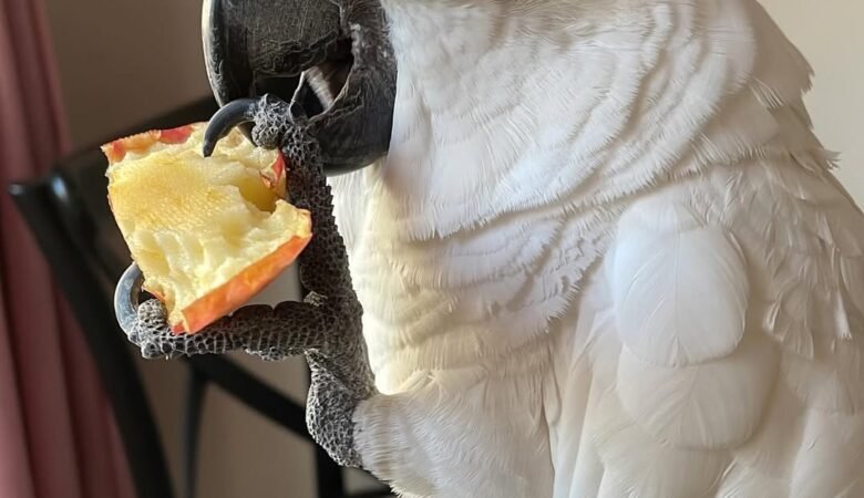 cockatoos for sale in Irvine, CA