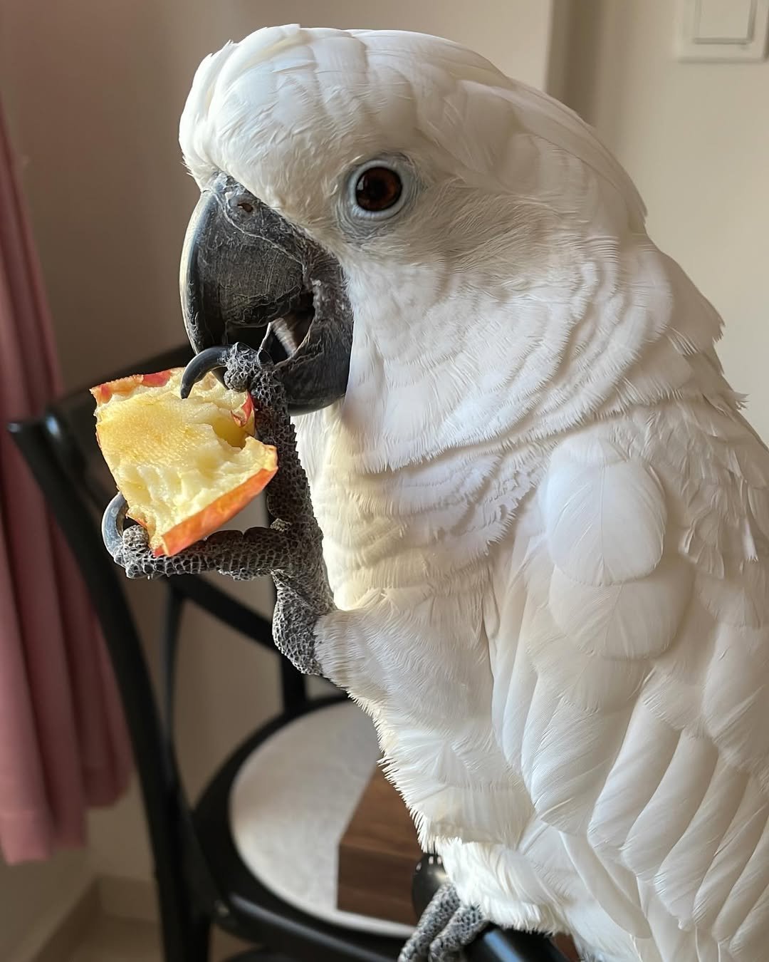 Cockatoo breeders in Kansas
