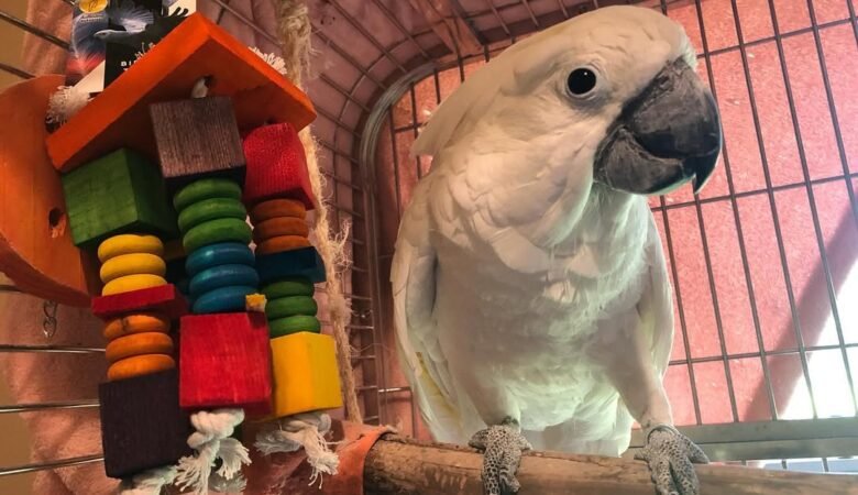 Cockatoo parrots for sale in Florida
