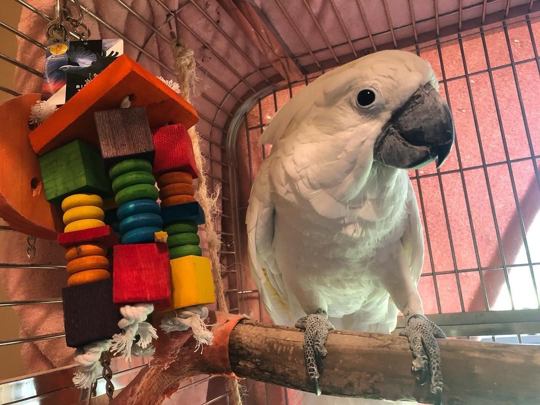 Cockatoo breeders in Kentucky