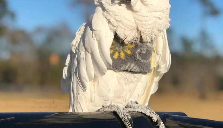 cockatoos for sale in Madison, AL
