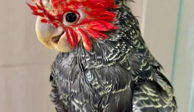 cockatoos for sale in Santa Clarita, CA