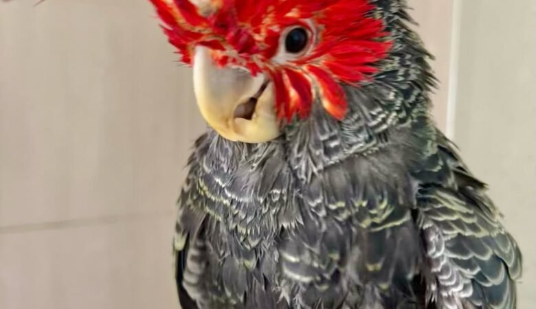 cockatoos for sale in Huntsville, AL