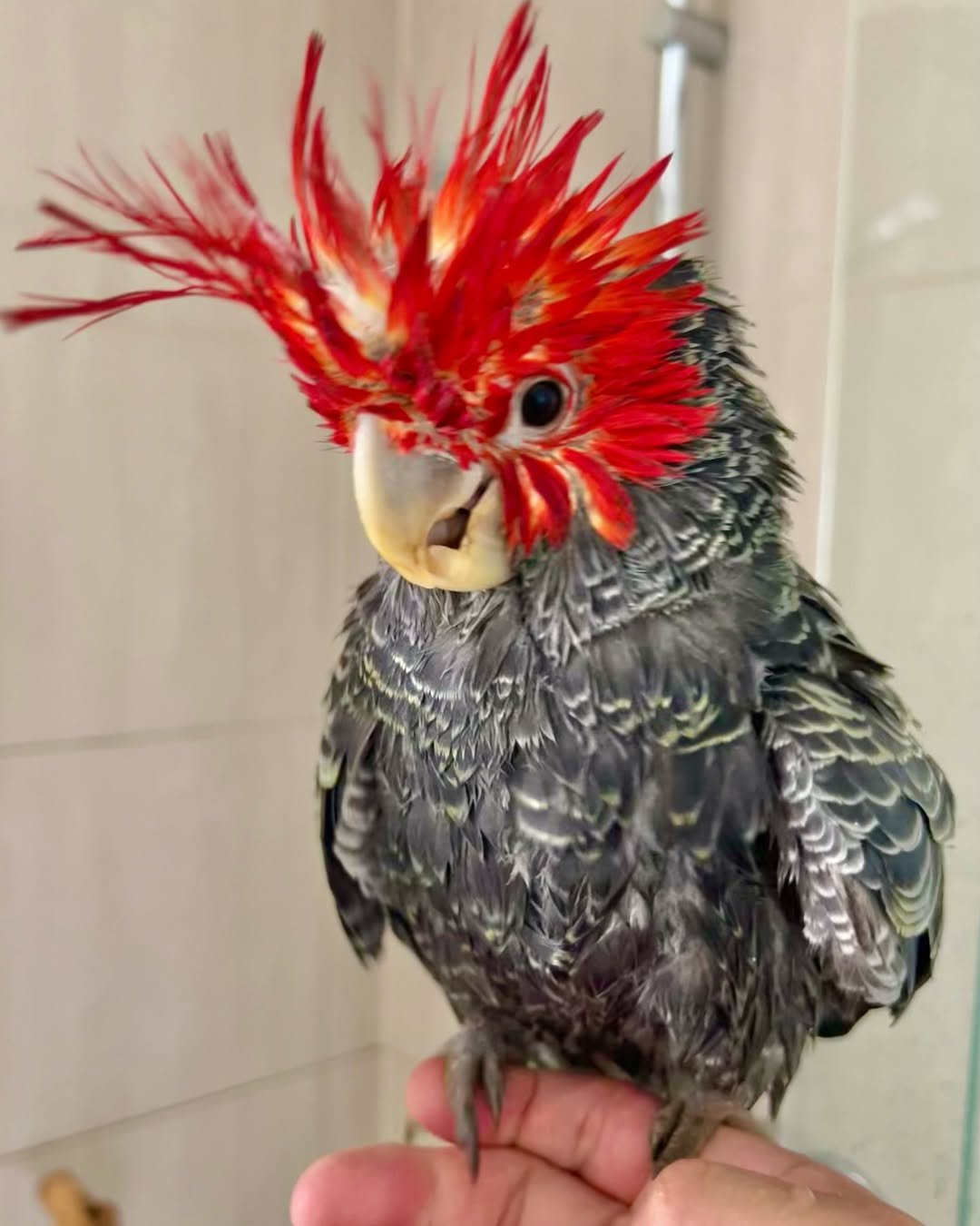 Cockatoo breeders in Louisiana