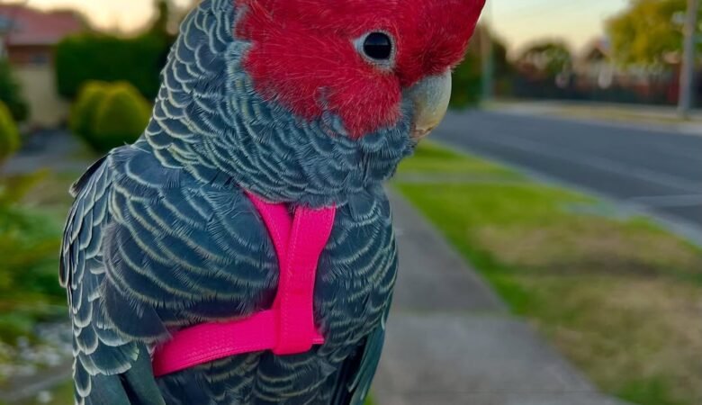 Cockatoo breeders in Maine