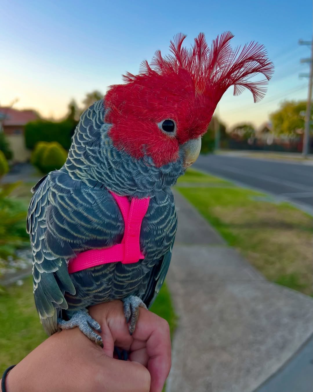 Cockatoo breeders in Maine