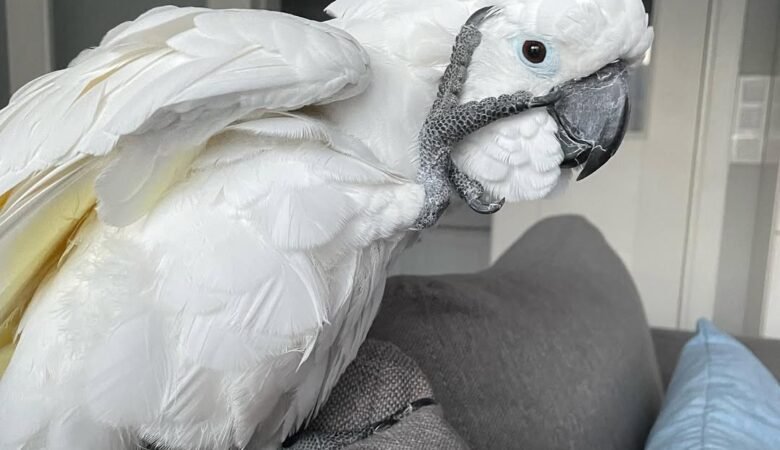 Cockatoos for sale in Illinois