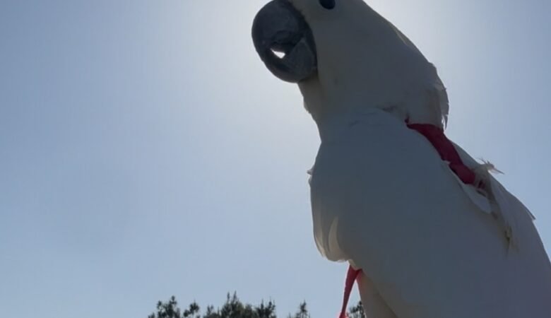 cockatoos for sale in Long Beach, CA