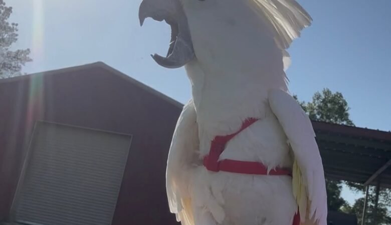 Cockatoos for sale in Arkansas