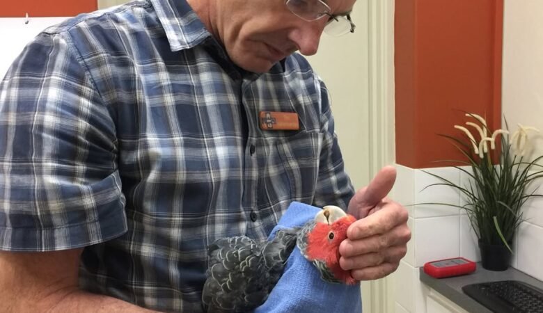 Cockatoo parrots in Iowa