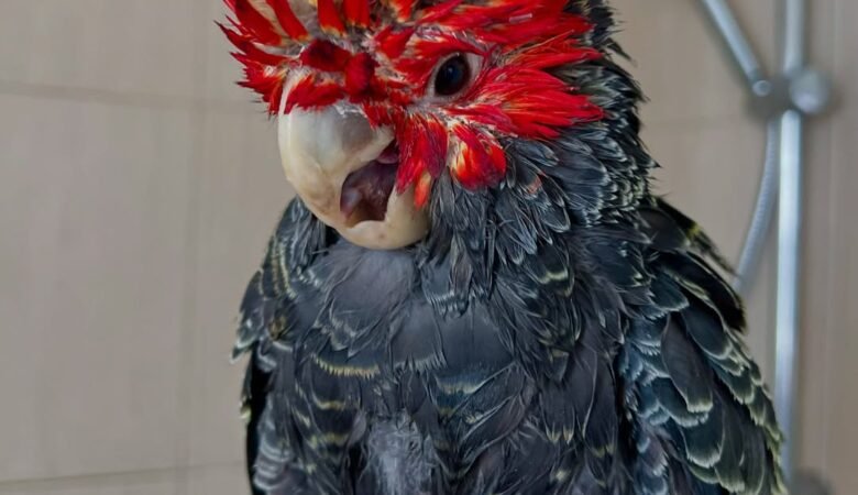 Cockatoos for sale in Delaware
