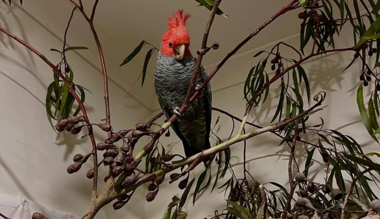 Cockatoos for sale in Connecticut