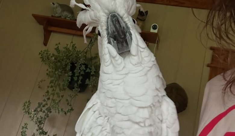 Cockatoos for sale in Florida