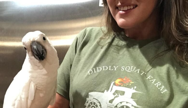 Cockatoo parrots in Maine