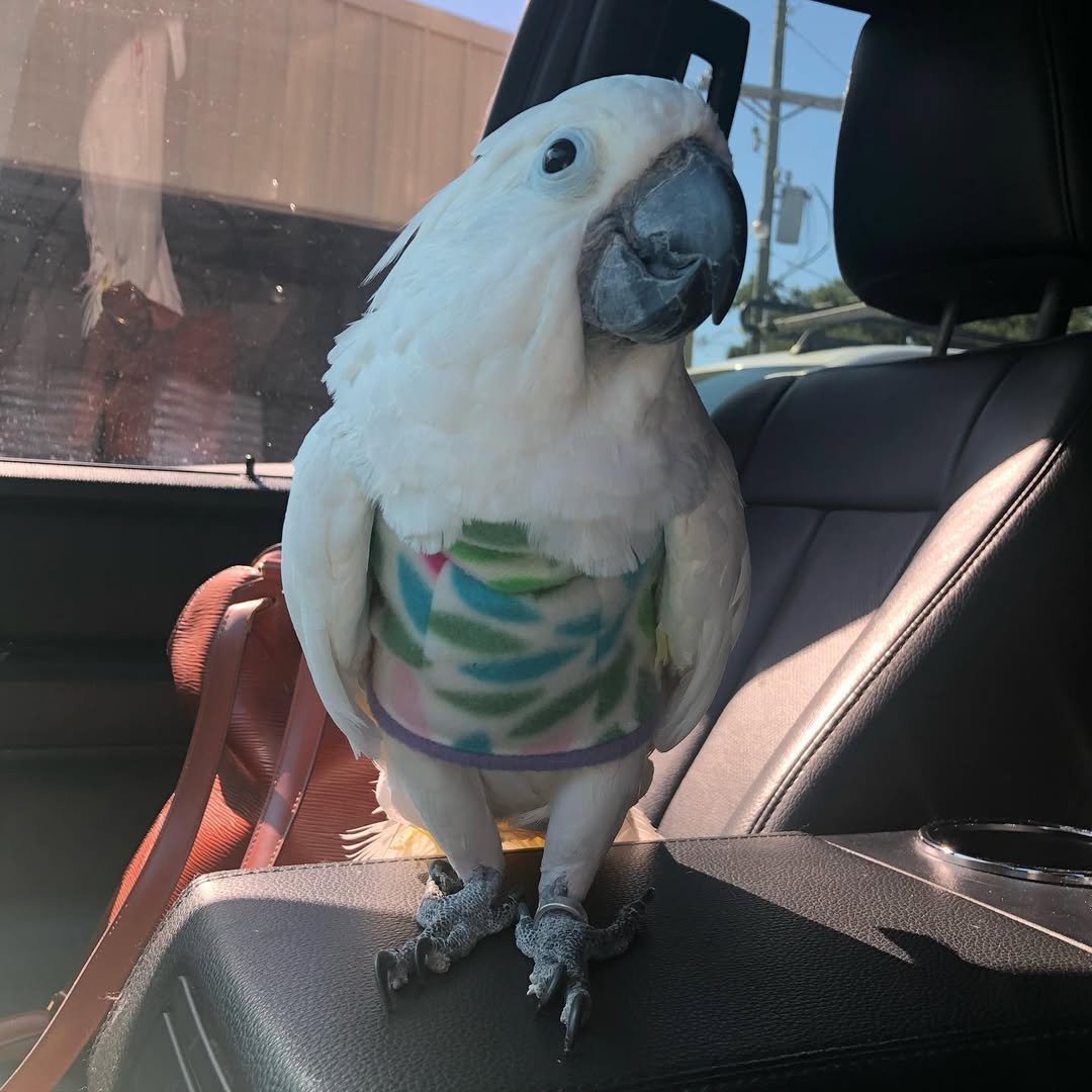 Cockatoo breeders in Virginia