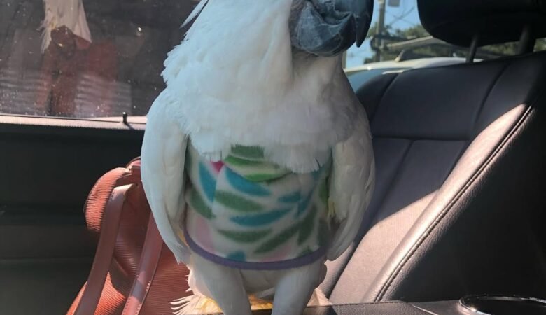 Cockatoos for sale in Iowa